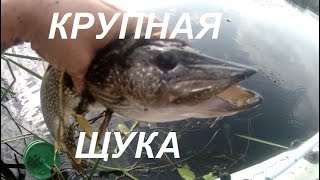 87 Крупная Щука  На Жерлицы. Живописные  Места Обитания Щуки Травянки//Volga Fishing Pike