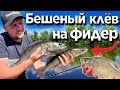 УХ-ТЫ вот это клев на ФИДЕР! Классная рыбалка на Днепре.