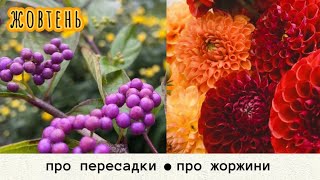 картинка: Пересадки «Було/Стало» • Помпонні жоржини 