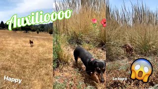 Koco Polinesio Se Pierde En El Campo