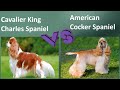 Cavalier King Charles Spaniel VS American Cocker Spaniel - Breed Comparison