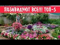 Посадите эти петунии!!! Топ 5 лучших махровых и бахромчатых петуний