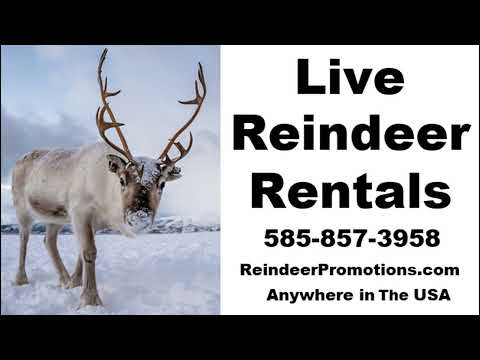 Shortsville Live Reindeer At Our Farm-Call Us 585-340-7969 (2022)