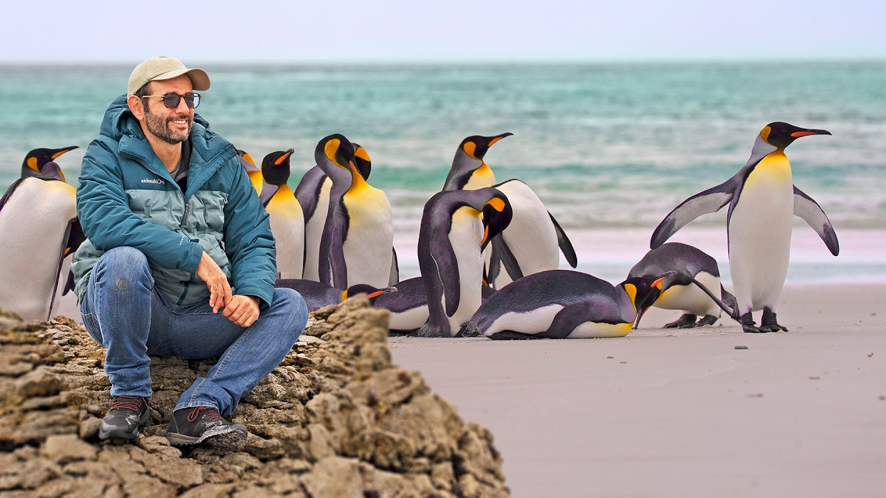 A ILHA com UM MILHÃO de PINGUINS! #Boravê