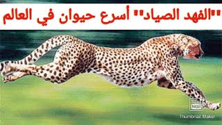 الفهد الصياد