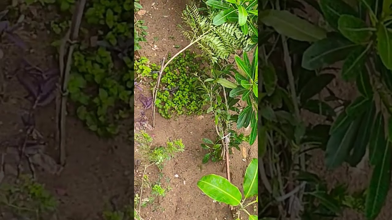 Toofan aur garden ki tabahi