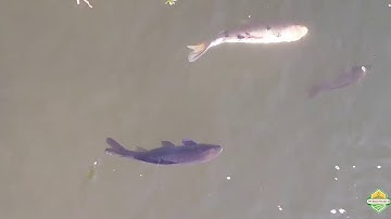 Rất Nhiều Cá Chép Khủng ở Dưới Sông, Kênh Hàn Quốc