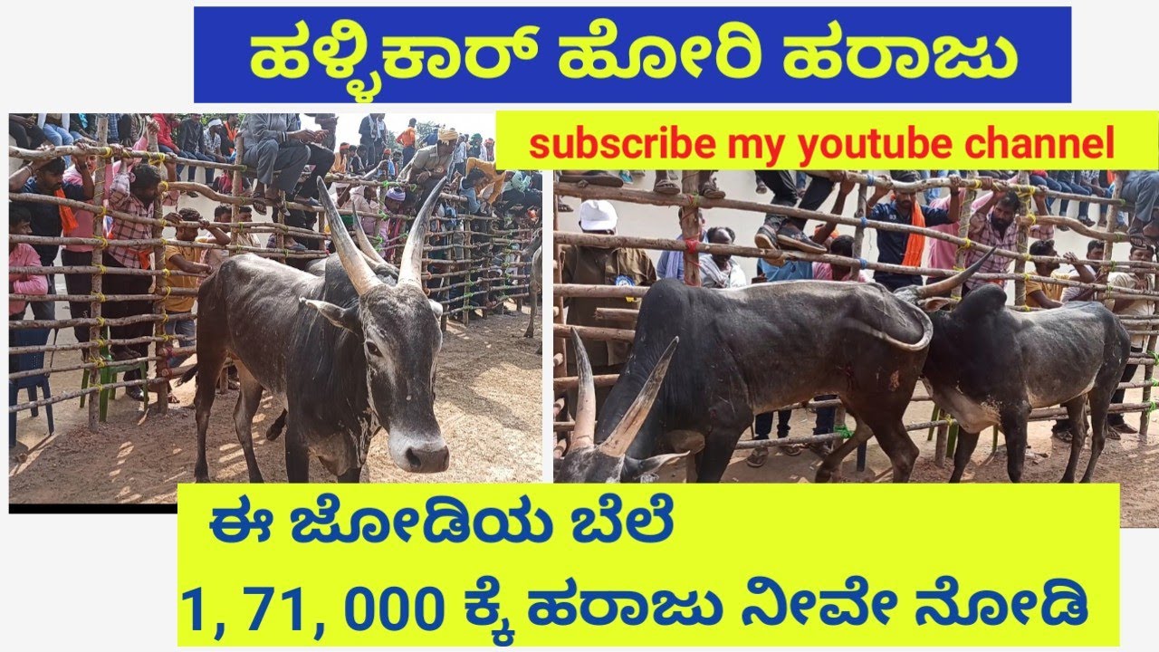 ಹಳ್ಳಿಕಾರ್ ಹೋರಿ ಹರಾಜು ಕೊನೆಯ ಪ್ರಕ್ರಿಯೆ ನೋಡಿ || ಸ್ನೇಹಜೀವಿ ಮಂಜೆಗೌಡ್ರು || # Subscribe plz