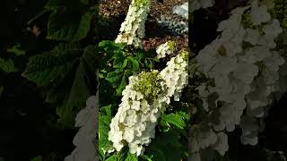 Download Lagu #oakleaf #hydrangeas 1st year, zone 6, clay soil #garden #shortsvideo #short #garden #plants MP3