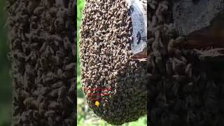 طرق صيد طرود  النحل بالتفصيل للمبتدئينouzahra