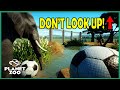 EXTREME ENRICHMENT! | Planet Zoo