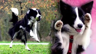 Border collie Qui Gon Jinn - 11 months by Varya The Corgi 338 views 7 months ago 1 minute, 49 seconds