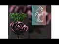 Diy Paper Rose 🌹🖤
