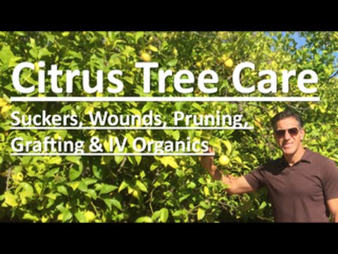 Video: Lime Tree Care - Tips for dyrking av lime trær