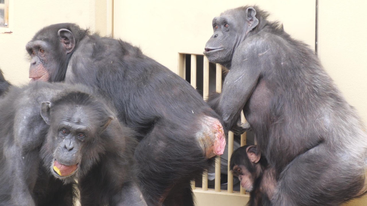 Ryu and Riki's display battle Higashiyama Zoo, Chimpanzee, March