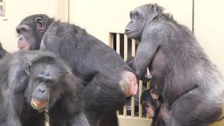 Ryu and Riki's display battle Higashiyama Zoo, Chimpanzee, March
