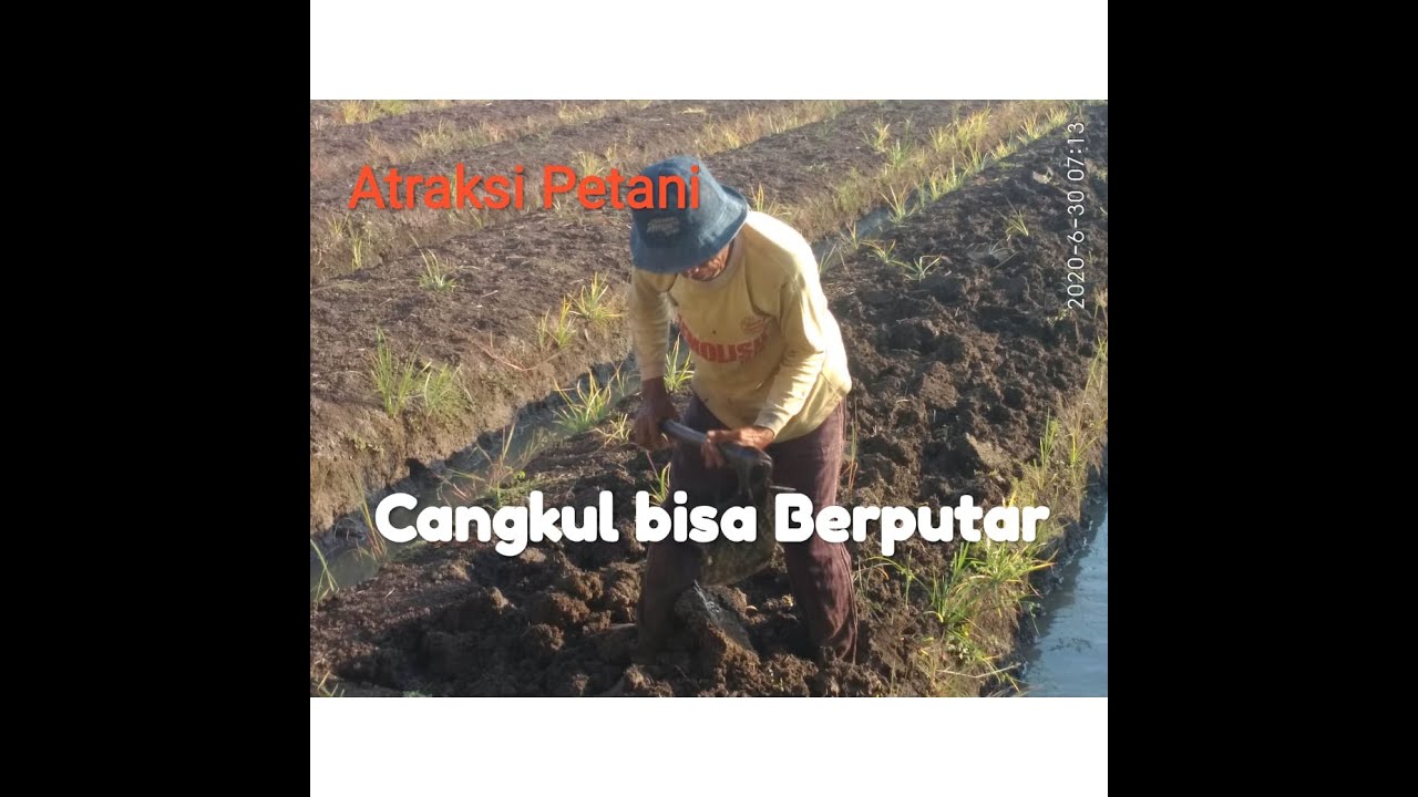 Bercocok tanam untuk bawang Merah 