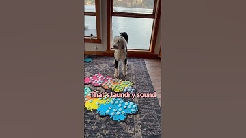 Ok tiny physicist🤯 #iambunny #fluentpet