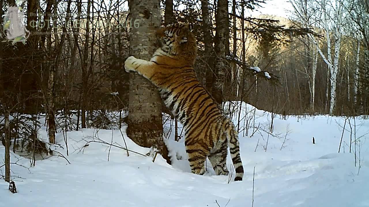 Видео 1 национальный