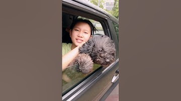 Car Ride with Charcoal Poodle / Vlogging with Canon PowerShot V10 / WolFang Digital