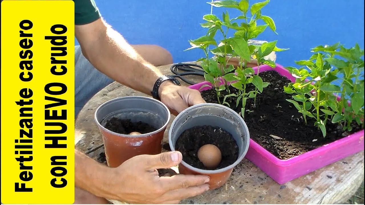 Huevo como fertilizante para las macetas. Fertilizante orgánico casero