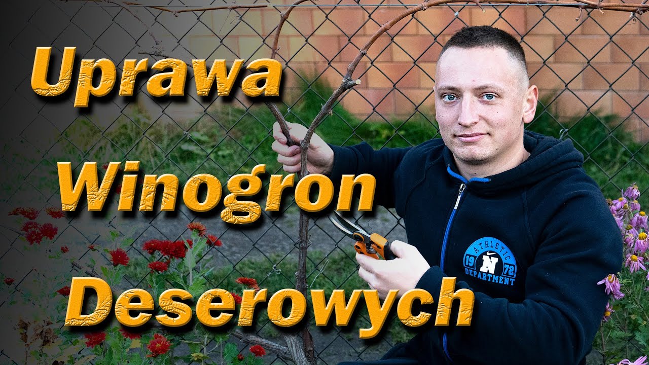 Pielęgnacja deserowych winogron. Sadzenie i przycinanie winorośli