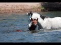 When A Raging River Pulled This Baby Horse Under, A Wild Stallion Instantly Knew How To React