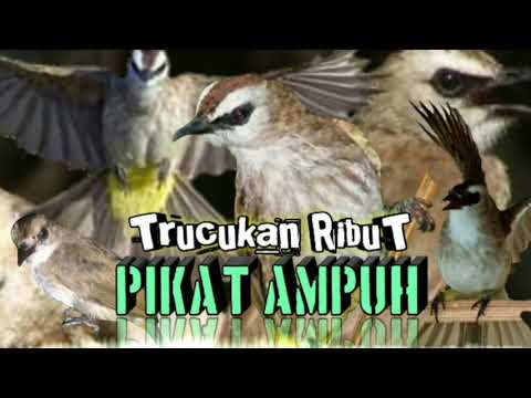 suara pikat trucukan ribut paling AMPUH terbaru || pikat burung trucukan liar