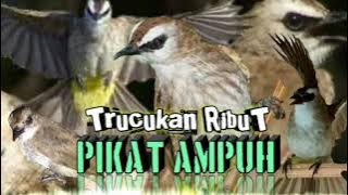 suara pikat trucukan ribut paling AMPUH terbaru || pikat burung trucukan liar