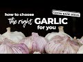 How To Choose the Best Garlic To Plant