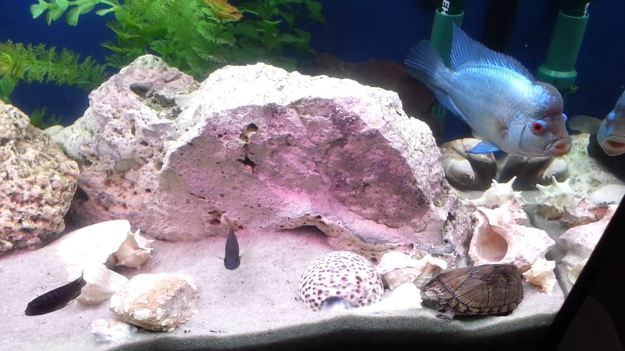 Turtles, cichlids tank, finnex light, eheim filter YouTube
