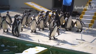 おたる水族館 ペンギンが多すぎて色々大変だったペンギンショー