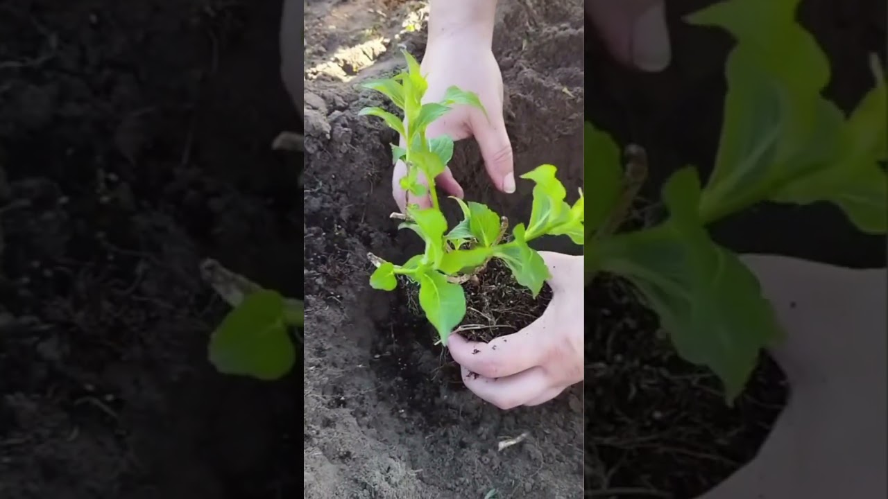 Вейгела Eva Rathke (из Агромаркета) посмотрим🤔🙂🥀))