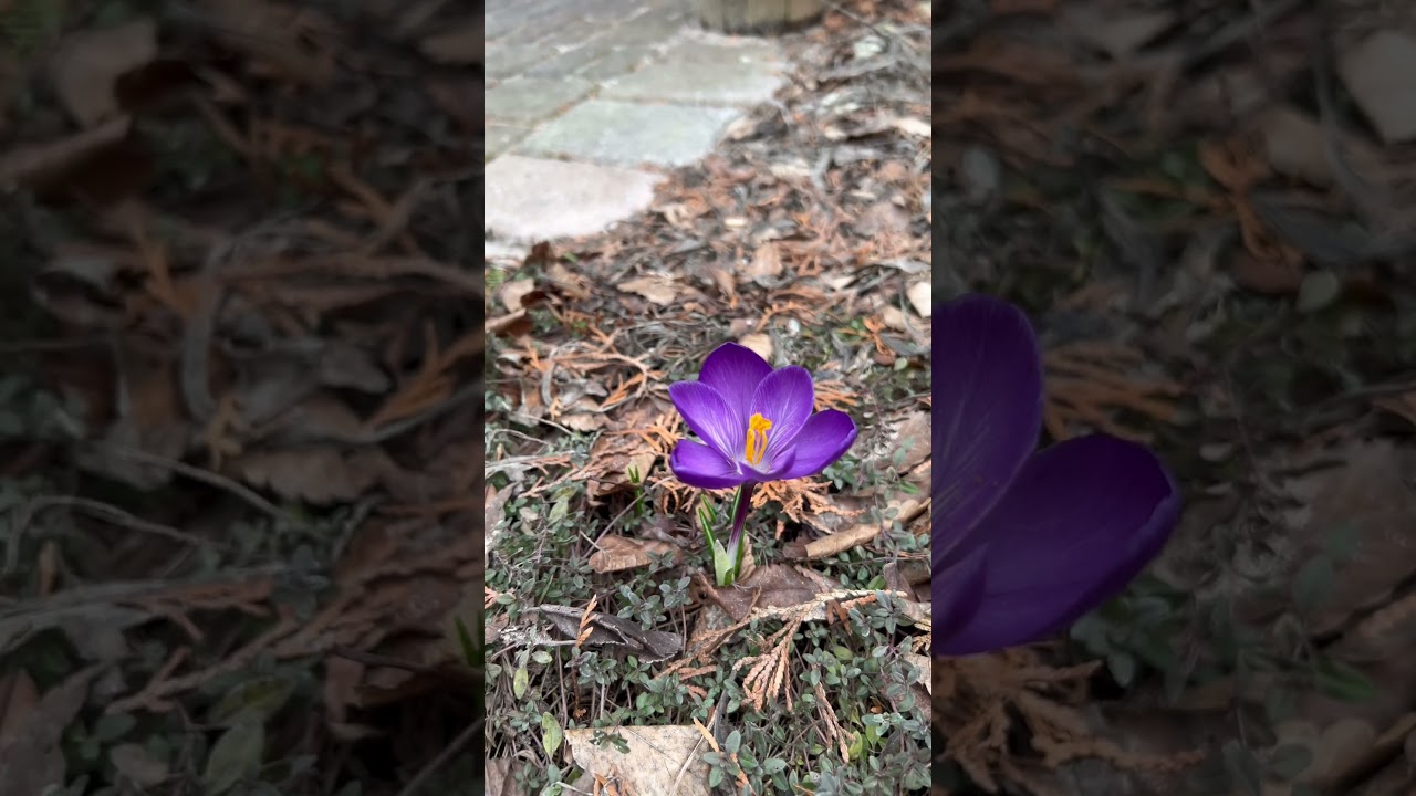 Crocus vernus from the ground in my front garden - April 2023