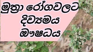 Download lagu Aerva lanata | polpala | මූත්රා රෝග සුවයට පොල් පලා