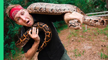 Are python snakes good eating?