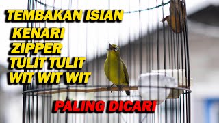 PANCINGAN PLECI ISIAN BANYAK DAN TEMBAKAN PANJANG