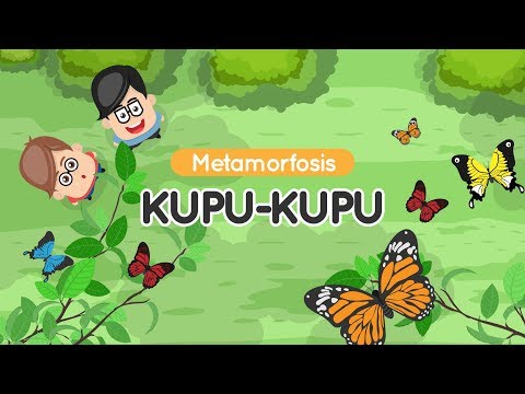 Ulat Menjadi Kupu-Kupu | Mengenal Metamorfosis Kupu-Kupu | Eza dan Adi