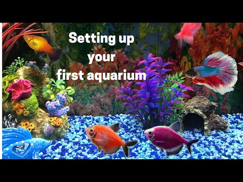 Video: My First Aquarium: Who To Get