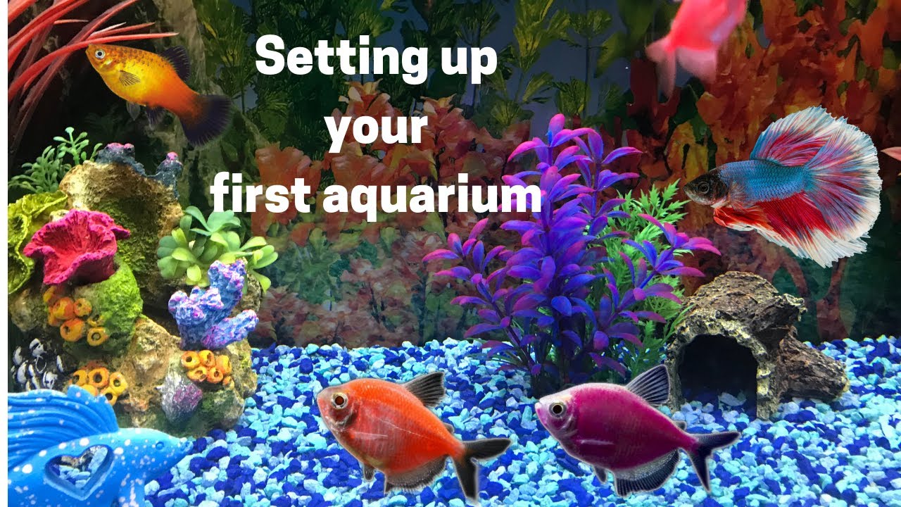 Beginners First Aquarium - How to Set up Your First Fish Tank - YouTube