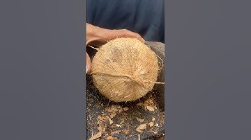 smart way to open coconut meat from its shell