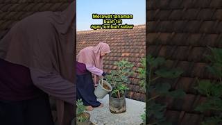 Merawat tanaman buah tin agar tumbuh subur #berkebun #kebunatap #gardening #rooftopgarden Merawat tanaman buah tin agar tumbuh subur #berkebun #kebunatap #gardening #rooftopgarden
