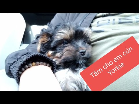 Video: Cách Chăm Sóc Chó Con Giống Chó Sục Yorkshire