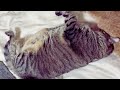What My Sweet Cat Thinks She Looks Like #211