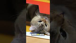 Famous Why Are Cats Obsessed with Boxes Wealth