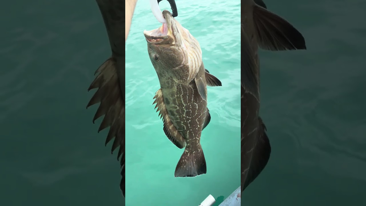 На Флоридских островах водится много интересной рыбы...