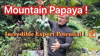 Mountain Papaya an amazing fruit that grows at high altitude in cooler temperatures ! Export ready !