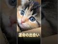 掌サイズの奇跡！天使すぎる子猫！拾われてからの1ヶ月 #猫のいる暮らし #子猫 #かわいい