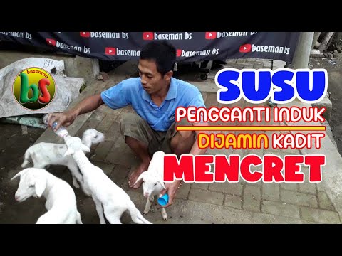 SUSU PENGGANTI UNTUK ANAK KAMBING BARU LAHIR | baseman bs