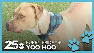 Meet Yoo Hoo! | Furry Fridays
